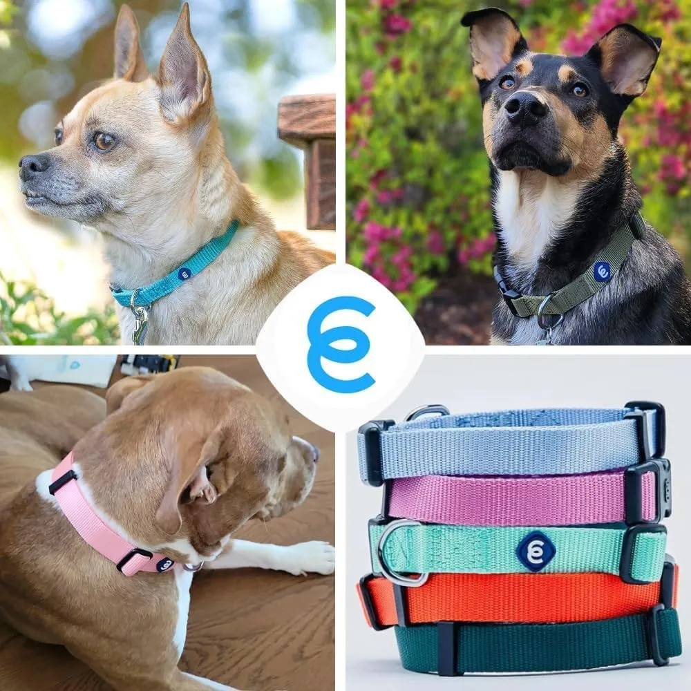 Blueberry Pet Essentials  |  | , D 