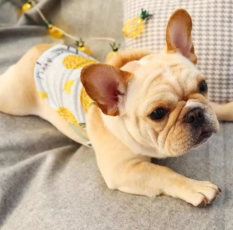 Bull dog Corgi spring and summer pet clothes