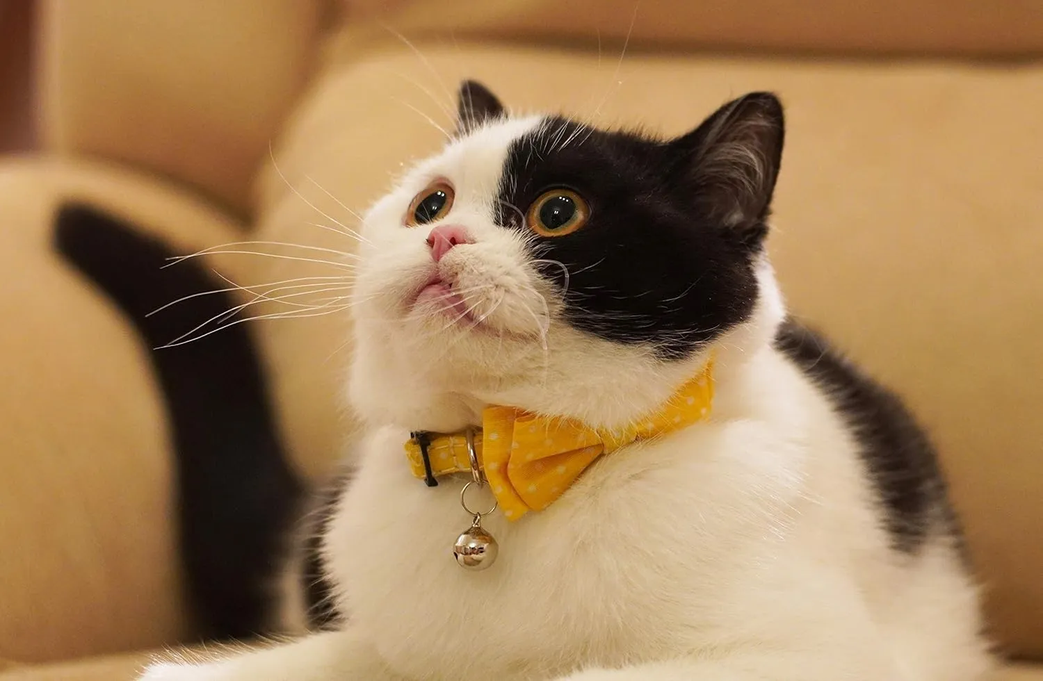 Cat Collar Yellow with Bowtie Bell Safety Breakaway Kitten 7-11in Dot Colorful Adjustable Dot-Yellow