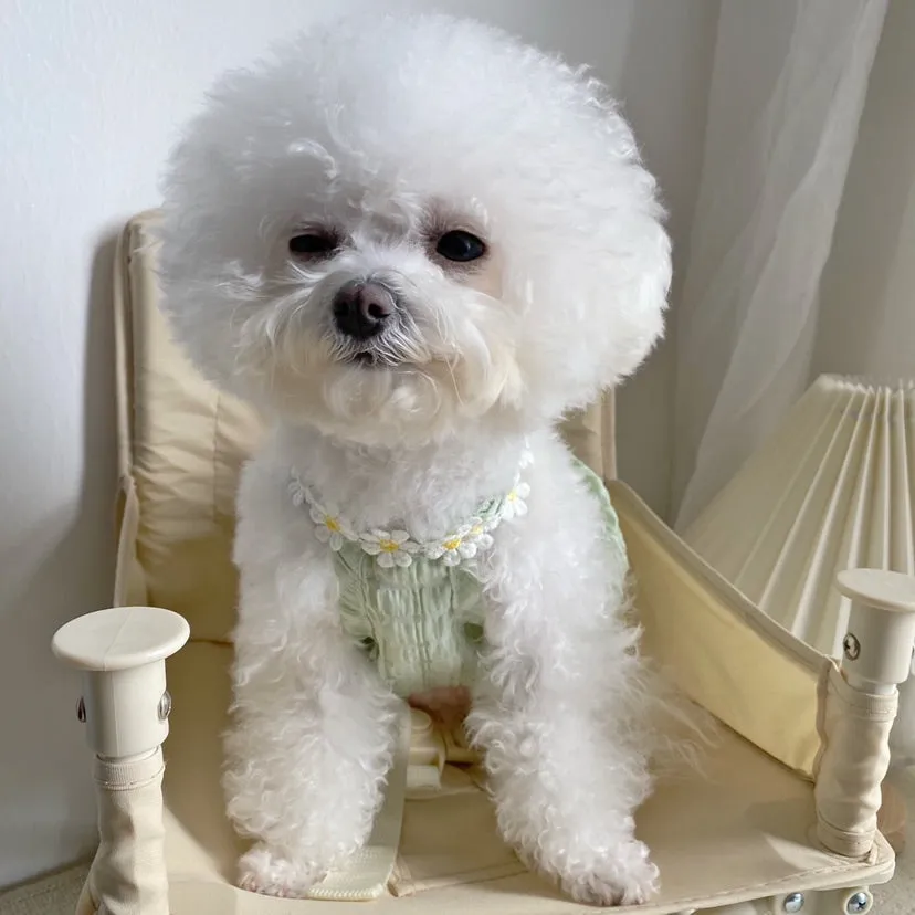 Daisy Halter Neck Pet Dress