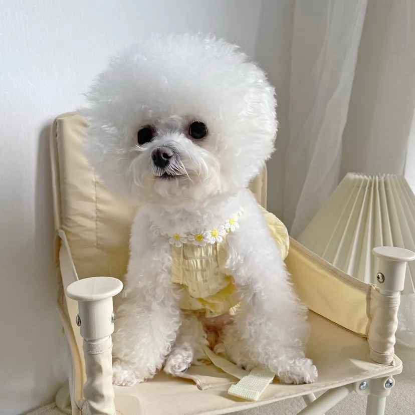 Daisy Halter Neck Pet Dress