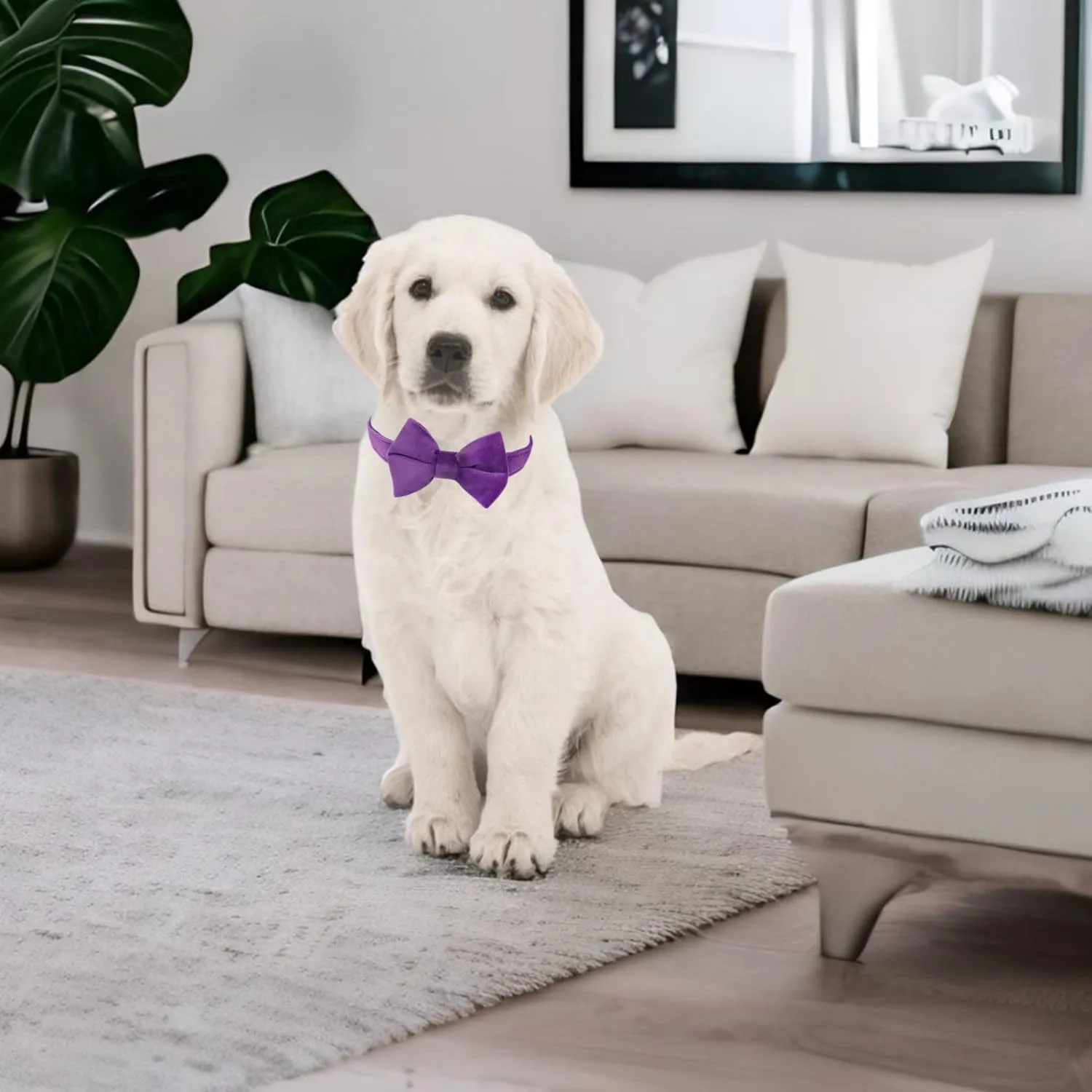 Dog Collar with Bowtie Soft Velvet Material with Quick Release Buckle for Large Dogs (Purple, L)