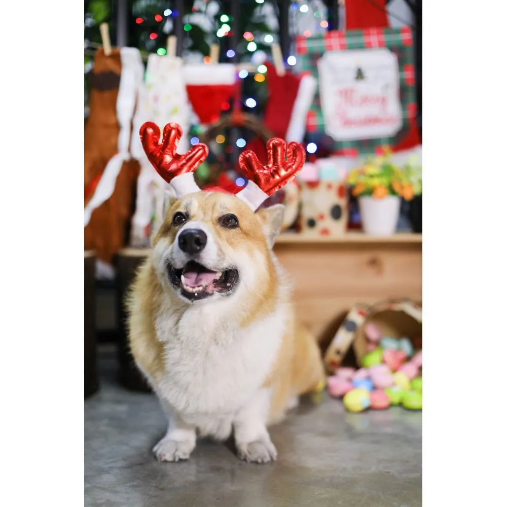EXCLUSIVE: Kohepets Christmas Photoshoot Package