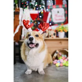EXCLUSIVE: Kohepets Christmas Photoshoot Package