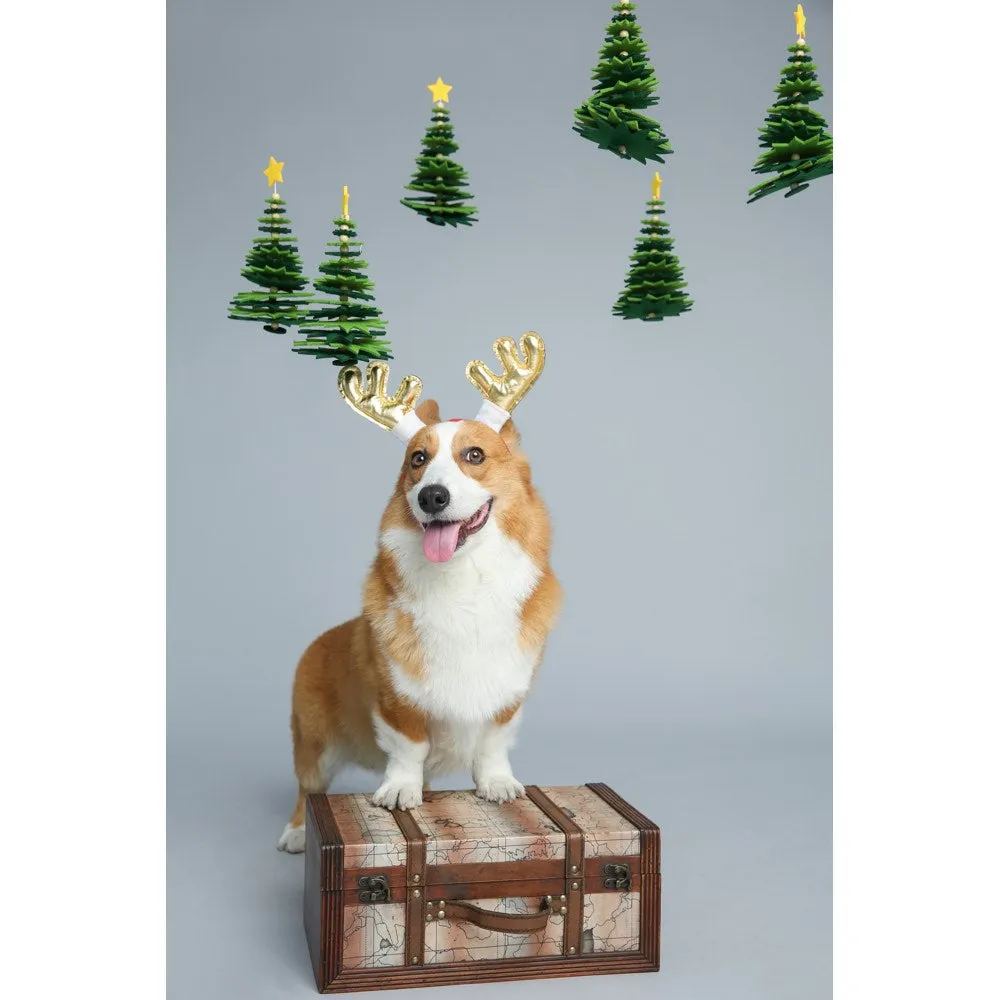 EXCLUSIVE: Kohepets Christmas Photoshoot Package
