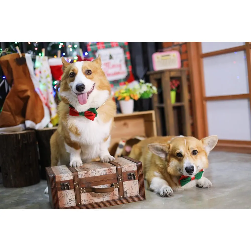 EXCLUSIVE: Kohepets Christmas Photoshoot Package
