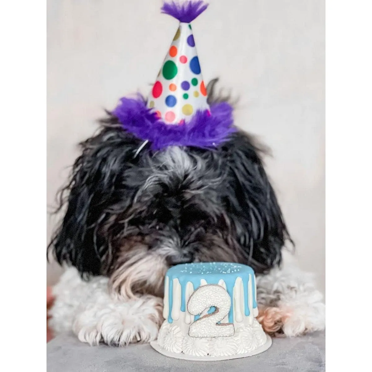 Huxley & Kent Party Hat Happy Barkday Large Purple