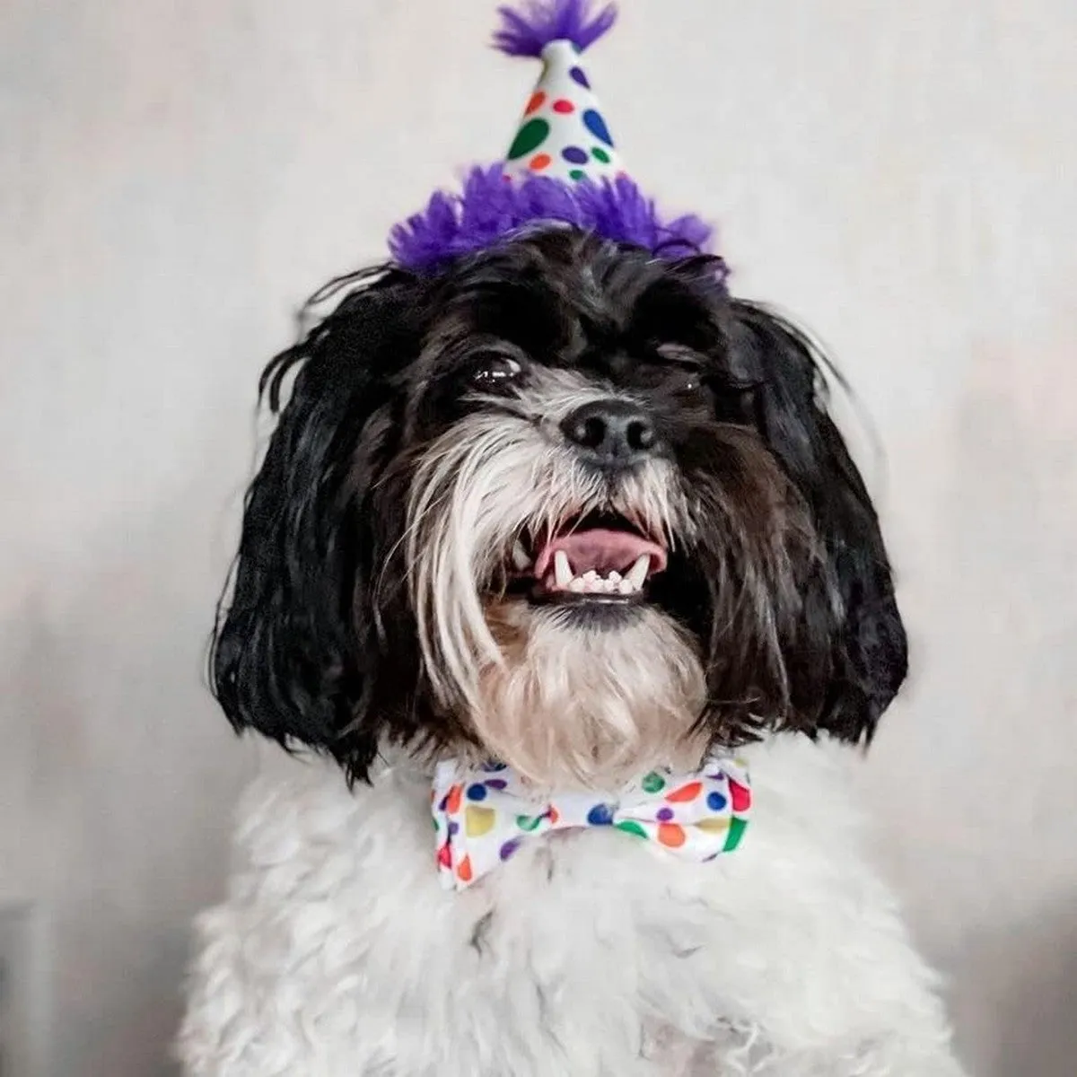 Huxley & Kent Party Hat Happy Barkday Large Purple