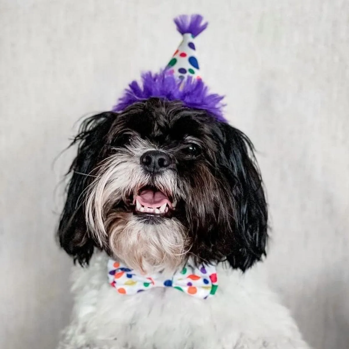 Huxley & Kent Party Hat Happy Barkday Large Purple