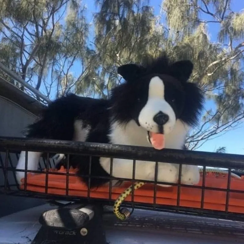 Large Size Border Collie Hand-Crafted Eco-Friendly Size 62cm/24.5".