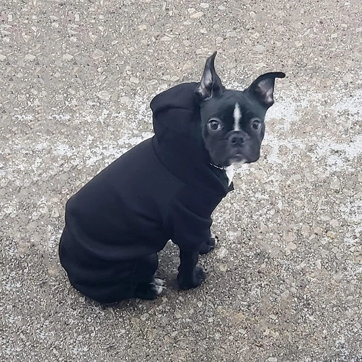 LifeWheel Hoodie, Pet Jumpsuit Fleece Sweatshirt Buttons, Clothes, LifeWheel Cold Weather Coats, Pajamas, Winter Warm Cotton Puppy Hoodie 4 Legs Small Medium Large Dogs Cats Boy Girl Black   Pink