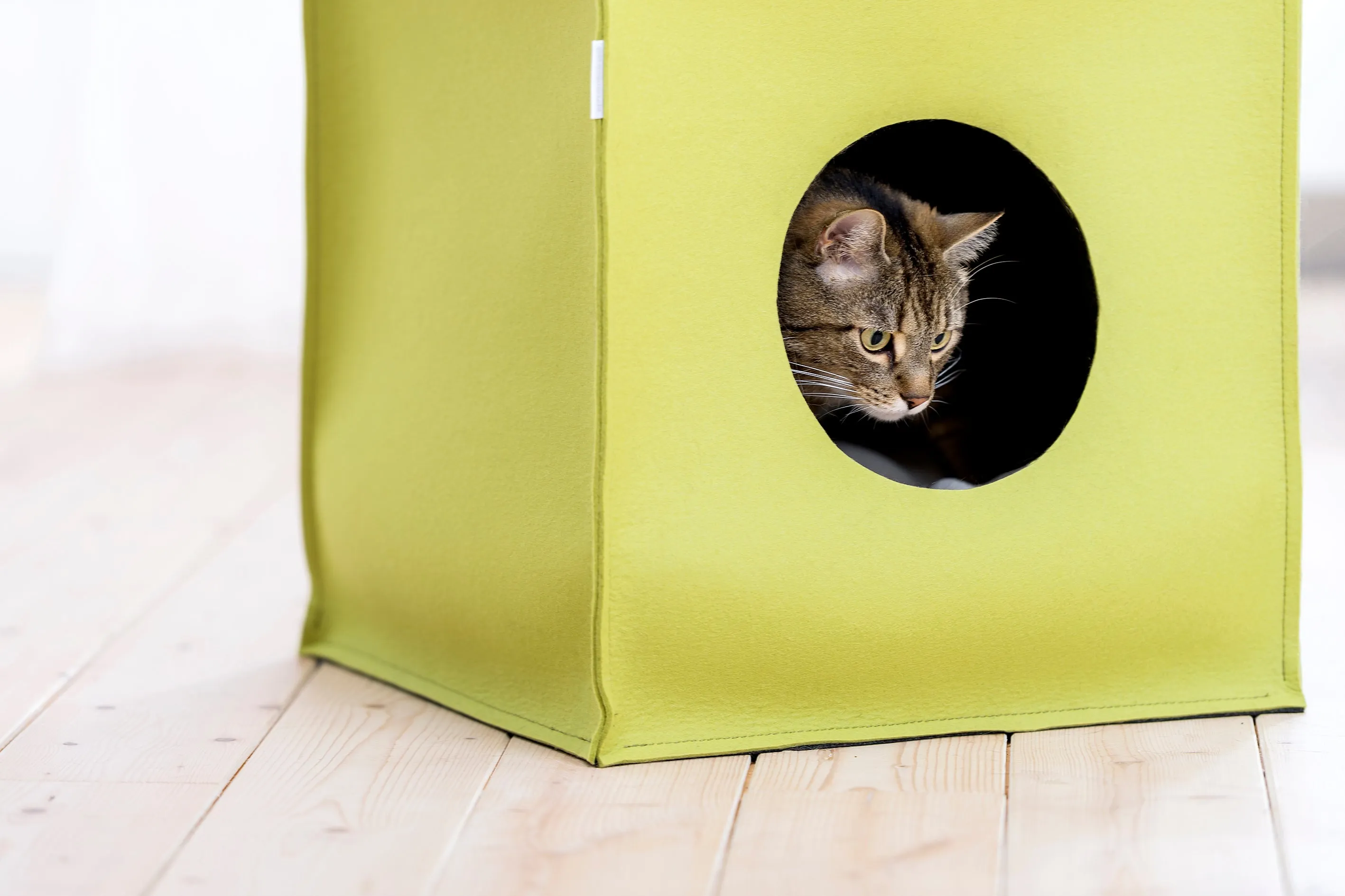 Pet House Mood (Cream)