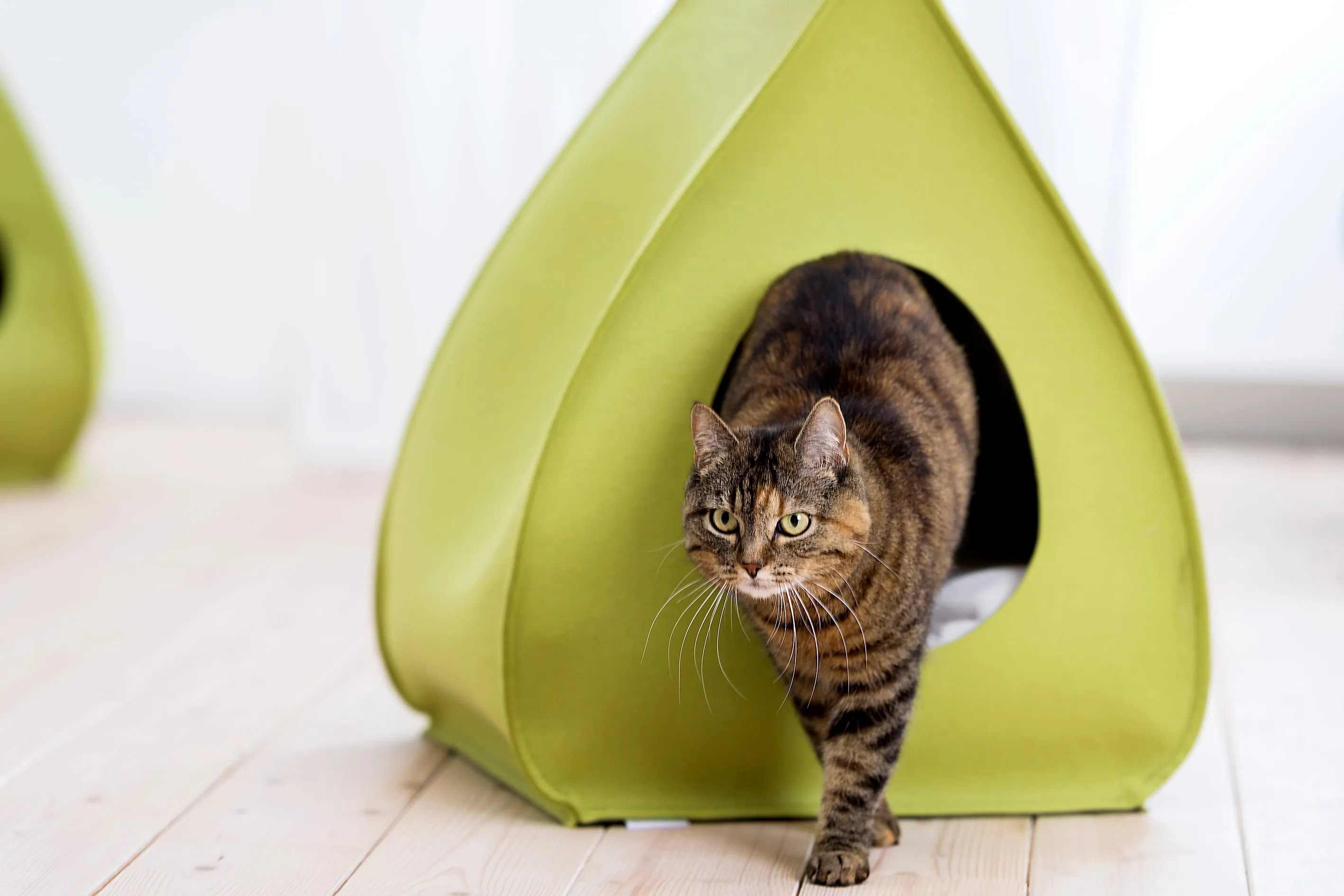 Pet House Pina (Anthracite)
