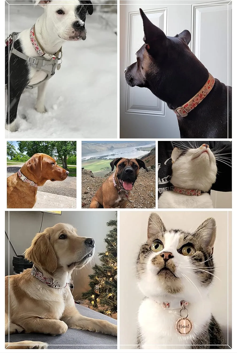 Pet Supplies, (Summer Blooms) Cat Collar, Dog Collar, Cat Leash, Dog Leash, Small Dog Collar, Medium Dog Collar, Large Dog Collar (Pet Collar, XS)