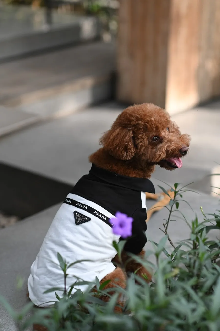 Prada Black Jacket Pet Clothes