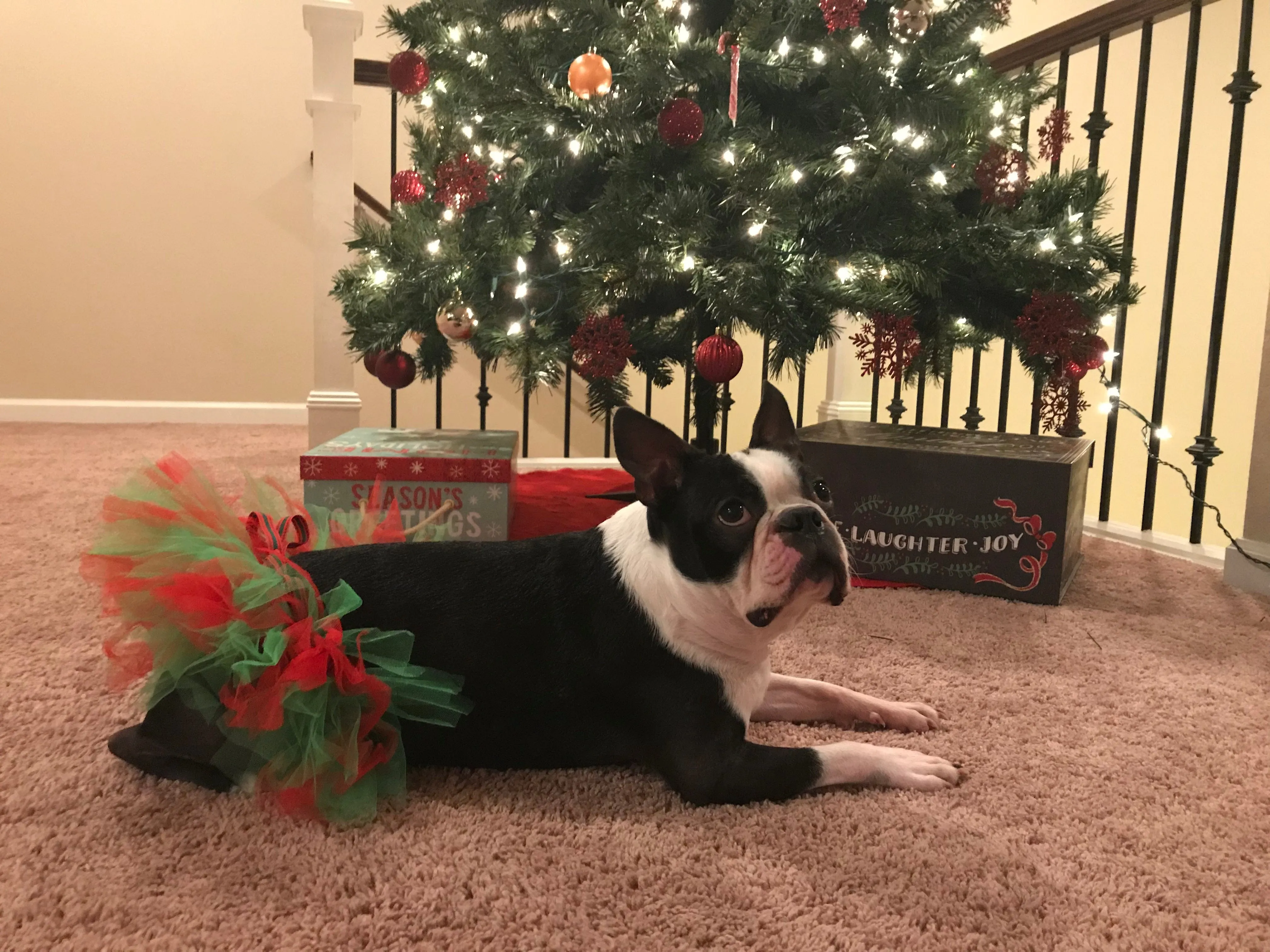 Red and Green Christmas Dog Tutu Skirt | XS-XXXL