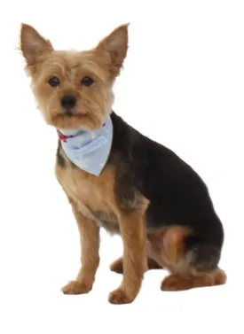 SleepytimePjs Dog or Cat Pet Bandanas